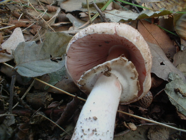 Agaricus silvaticus